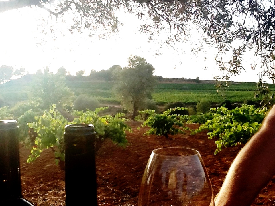 Sentencia_botellas_copas_viñedos